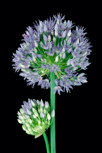 Color Botanicals - Allium-Azureum