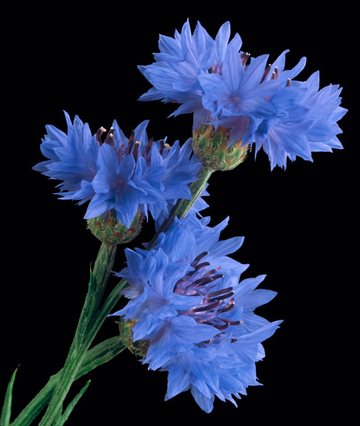 Color Botanicals - Bachelor Buttons