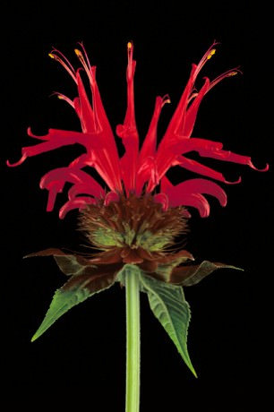 Color Botanicals - Bee-Balm
