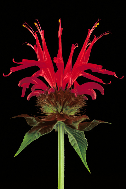 Color Botanicals - Bee-Balm