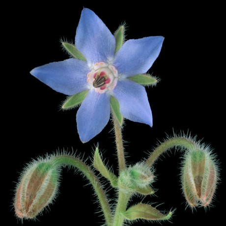 Color Botanicals - Borage