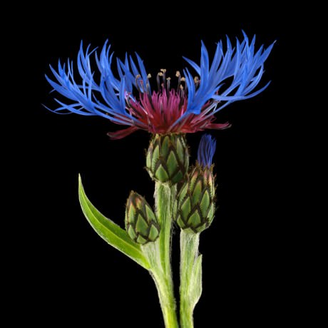 Color Botanicals - Centaurea I