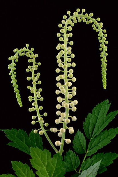 Color Botanicals - Cimicifuga-II