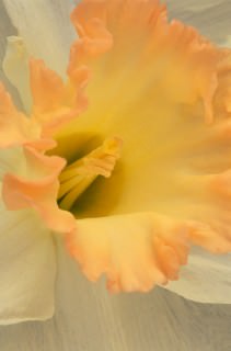 Color Botanicals - Daffodil