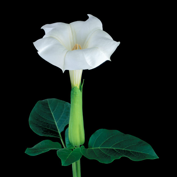 Color Botanicals - Datura-II