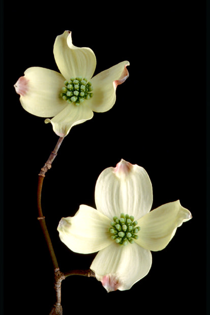 Color Botanicals - Dogwood