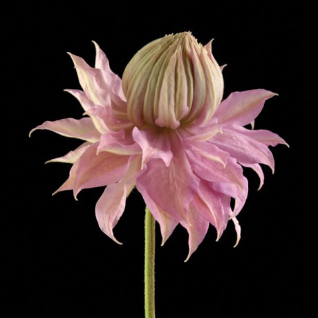 Color Botanicals - Emerging Clematis