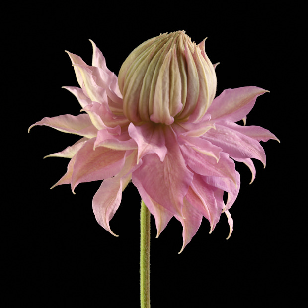 Color Botanicals - Emerging Clematis