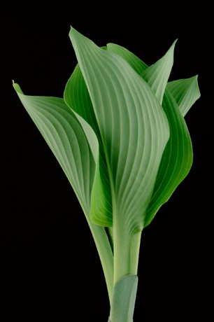 Color Botanicals - Emerging-Hosta
