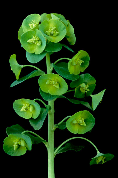 Color Botanicals - Euphorbia