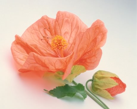 Color Botanicals - Flowering Maple