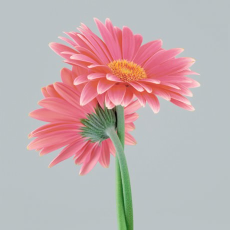 Color Botanicals - Gerbera II