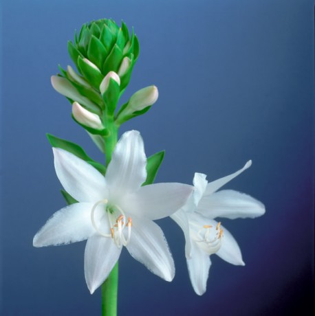 Color Botanicals - Hosta-Blossom