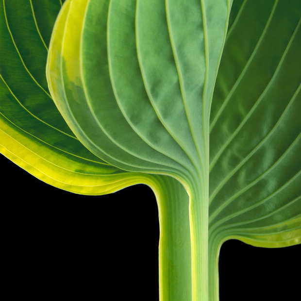 Color Botanicals - Hosta II