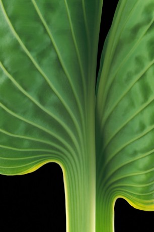 Color Botanicals - Hosta-III