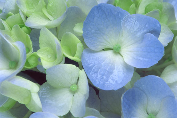 Color Botanicals - Hydrangea