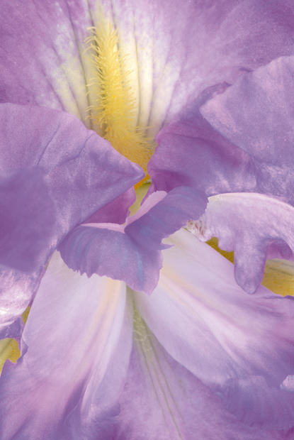 Color Botanicals - Iris I