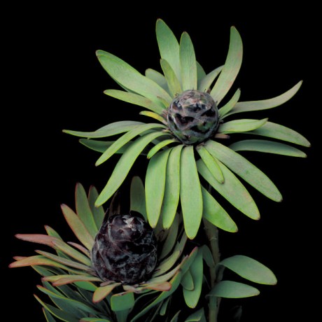 Color Botanicals - Leucadendron