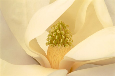 Color Botanicals - Magnolia