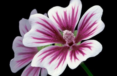 Color Botanicals - Malva