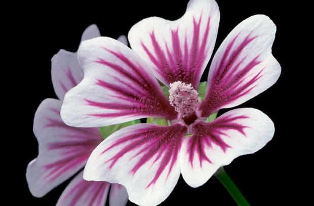 Color Botanicals - Malva