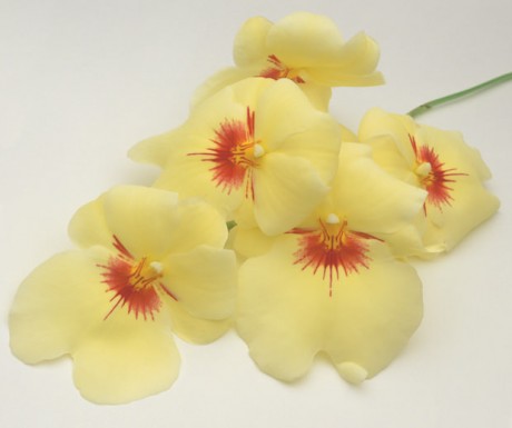 Color Botanicals - Miltonia