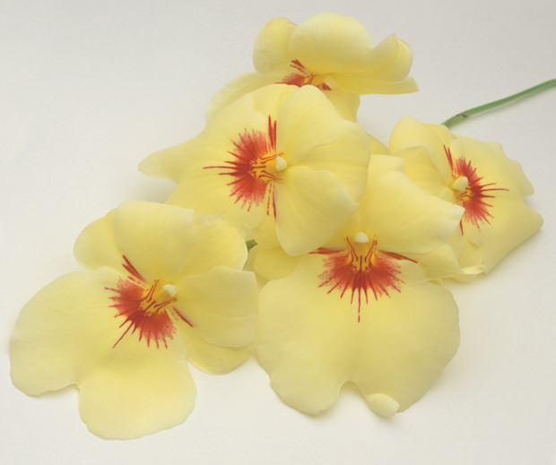 Color Botanicals - Miltonia