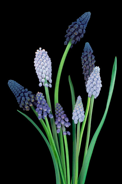 Color Botanicals - Muscari
