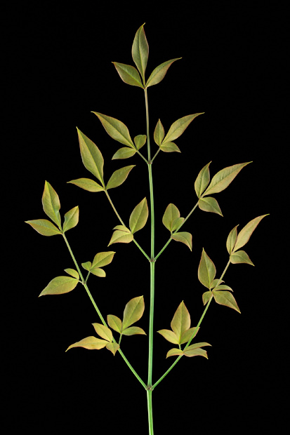 Color Botanicals - Nandina-II