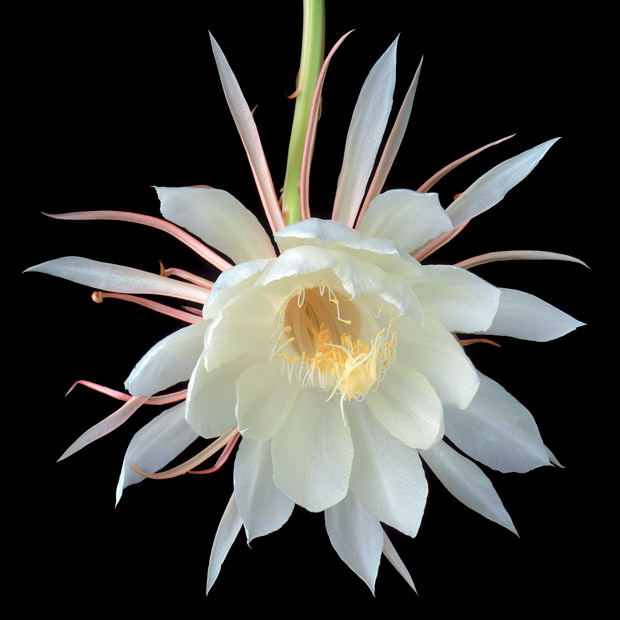 Color Botanicals - Orchid-Cactus-I