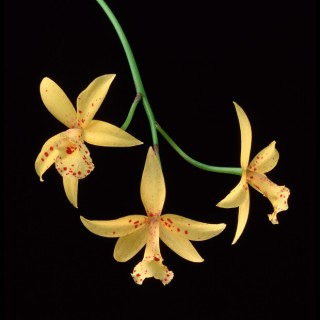 Color Botanicals - Orchid Study IV