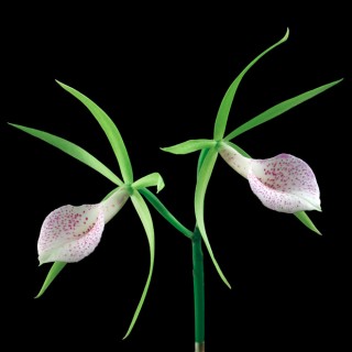 Color Botanicals - Orchid Study-VI