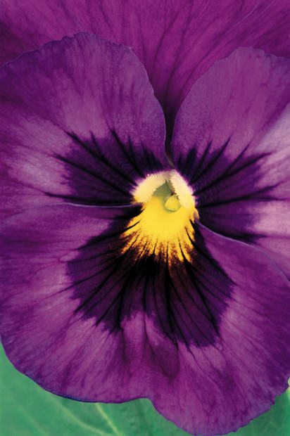 Color Botanicals - Pansy I