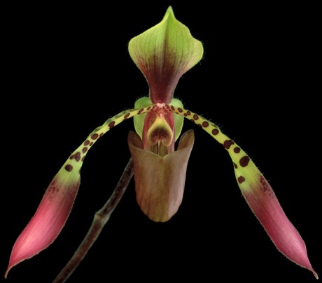 Color Botanicals - Phalaenopsis-III