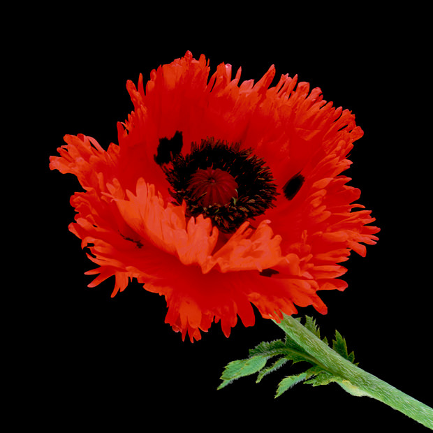 Color Botanicals - Poppy I