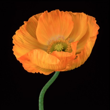 Color Botanicals - Poppy-V
