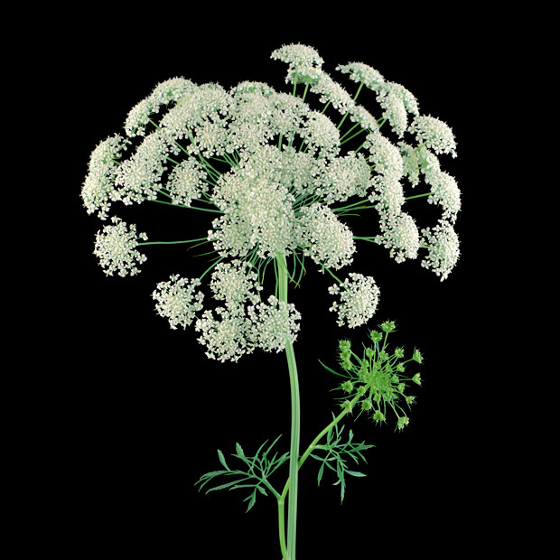 Color Botanicals - Queen Annes Lace