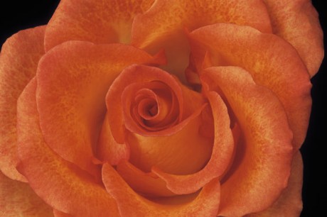 Color Botanicals - Rose