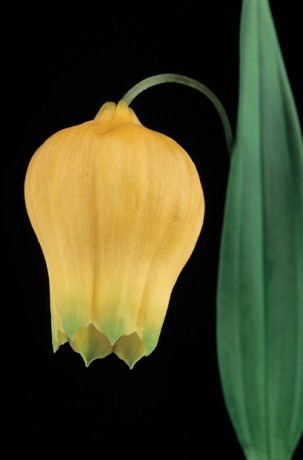 Color Botanicals - Sandersonia