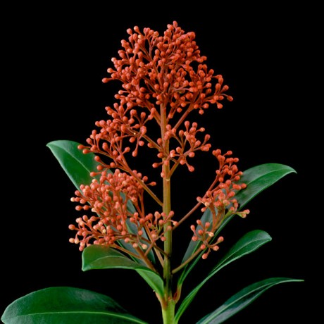 Color Botanicals - Skimmia