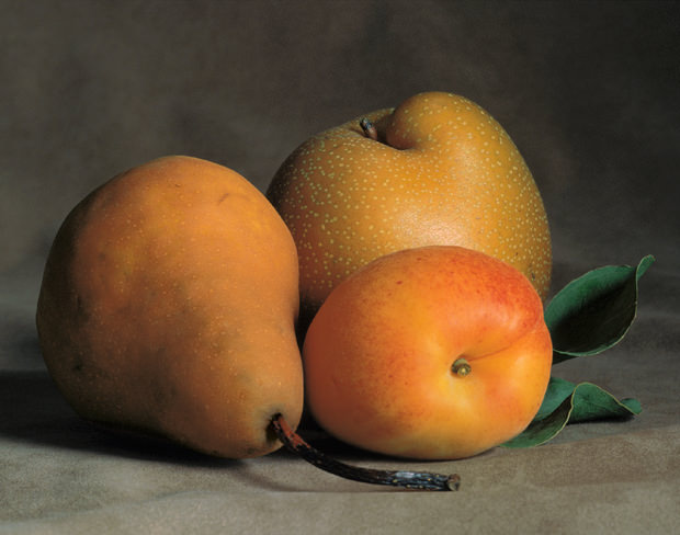 Still Life with Apricot and Pears | Amy Lamb Studio, LLC