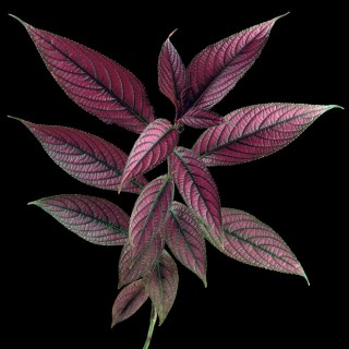 Color Botanicals - Strobilanthes