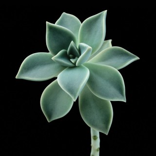 Color Botanicals- Succulent I