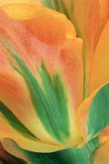 Color Botanicals - Tulip Viridiflora