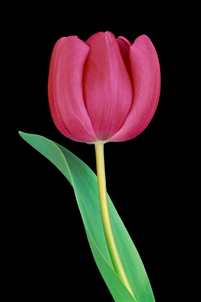 Color Botanicals - Tulip-with-Leaf-II