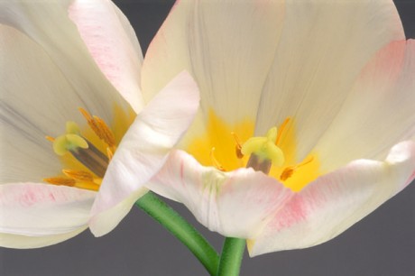 Color Botanicals - Two-Tulips-I