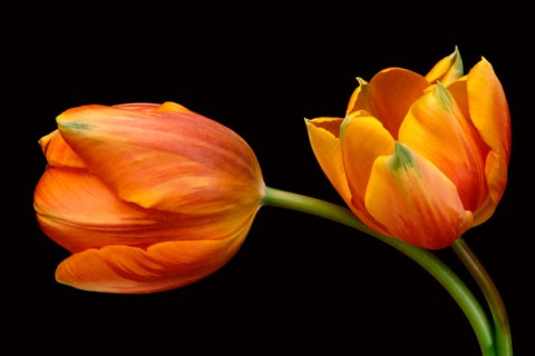 Color Botanicals - Two Tulips IV