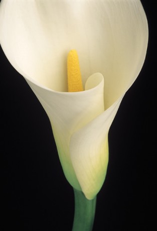 Color Botanicals - White Calla