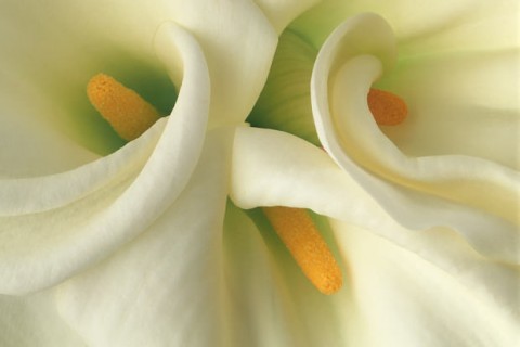 Color Botanicals- White Callas Close-Up
