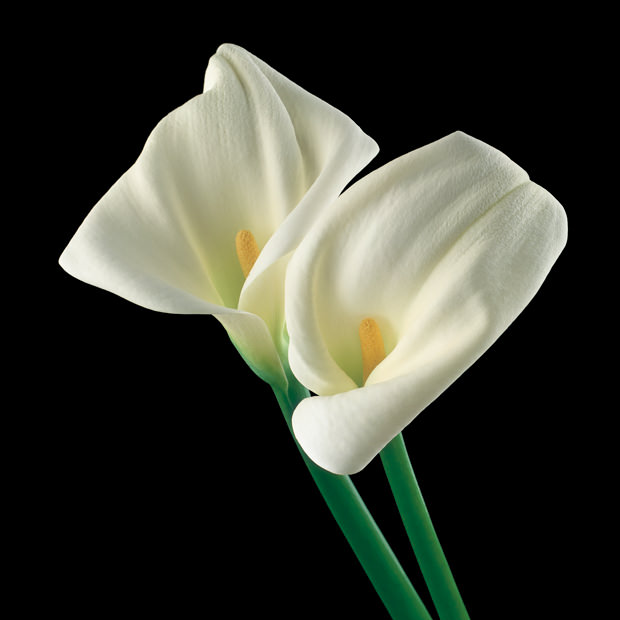 Color Botanicals - White Callas Lilies